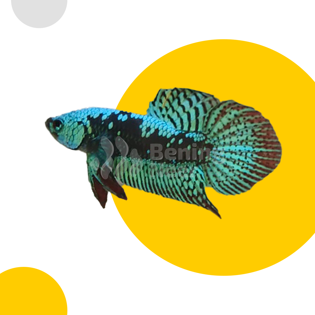Alien Samurai Green